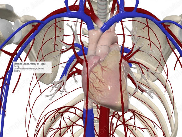 Inferior Lobar Artery of Right Lung