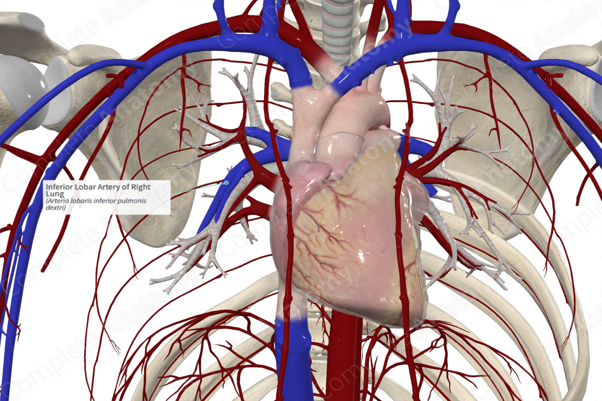 Inferior Lobar Artery of Right Lung