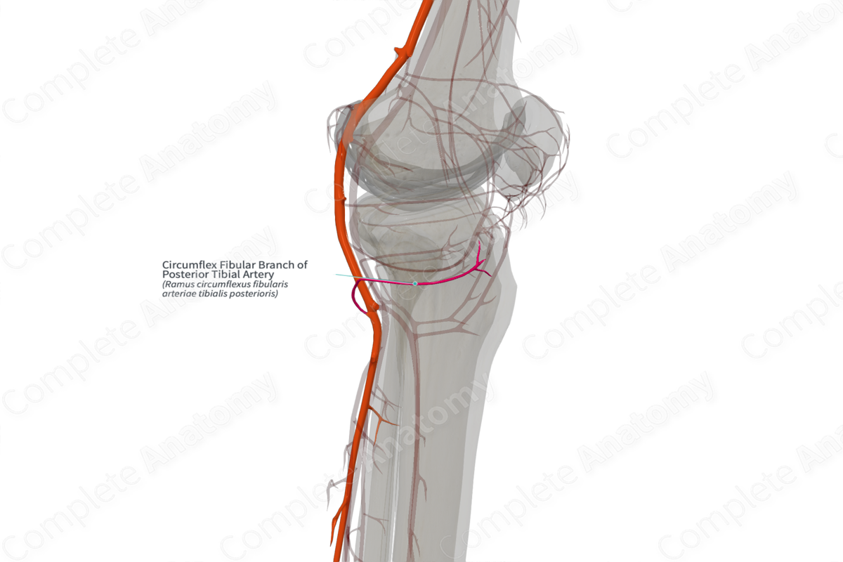Circumflex Fibular Branch of Posterior Tibial Artery (Right)