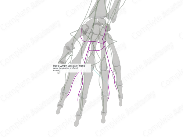 Deep Lymph Vessels of Hand (Left)