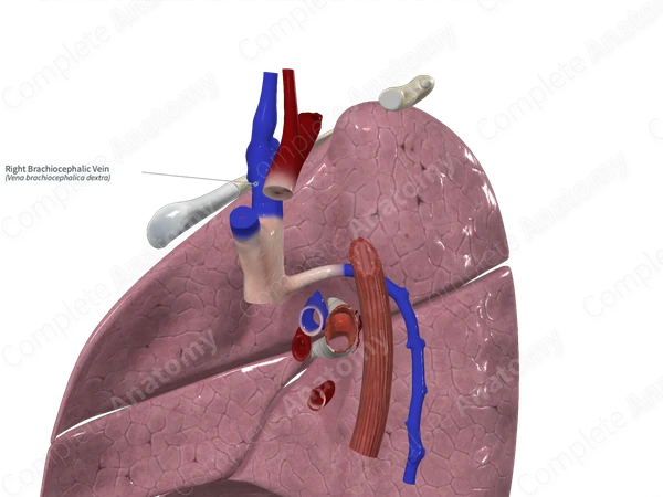 Right Brachiocephalic Vein