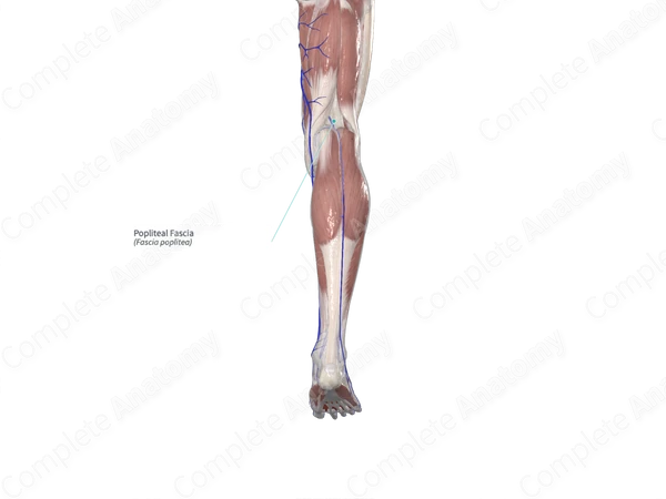 Popliteal Fascia