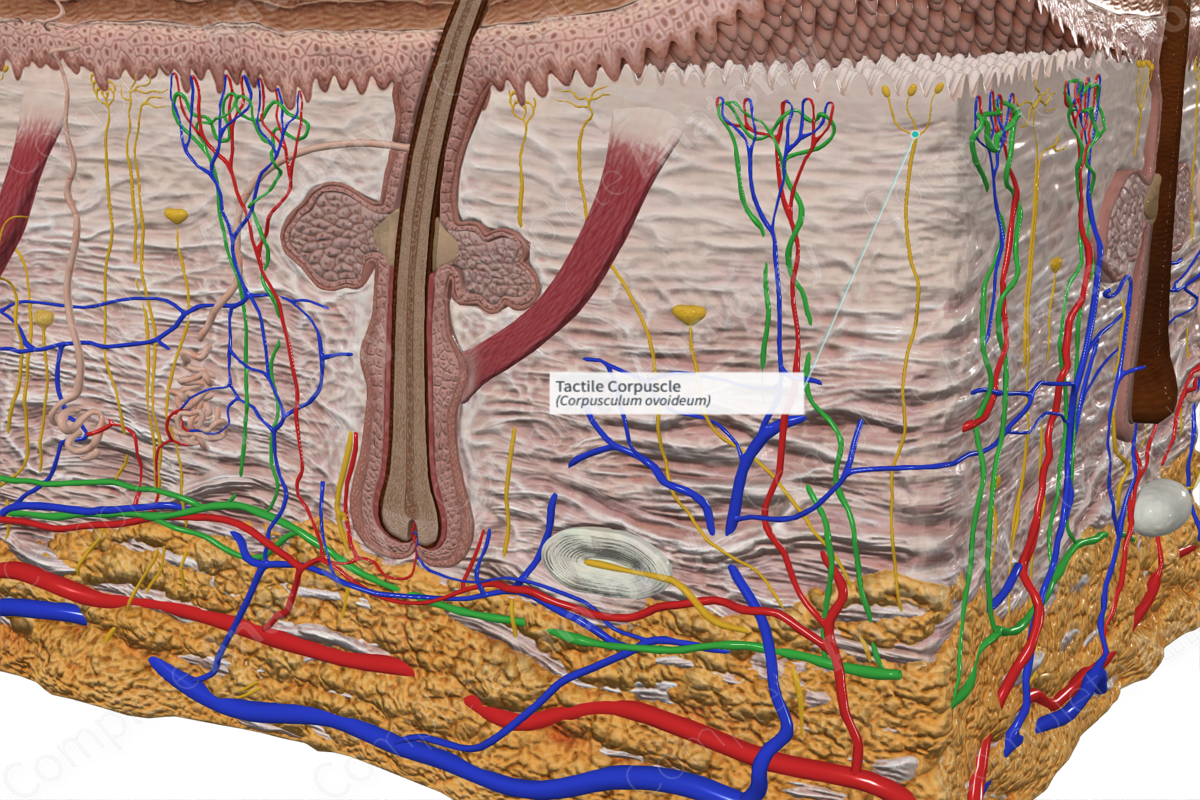 tactile-corpuscle-complete-anatomy