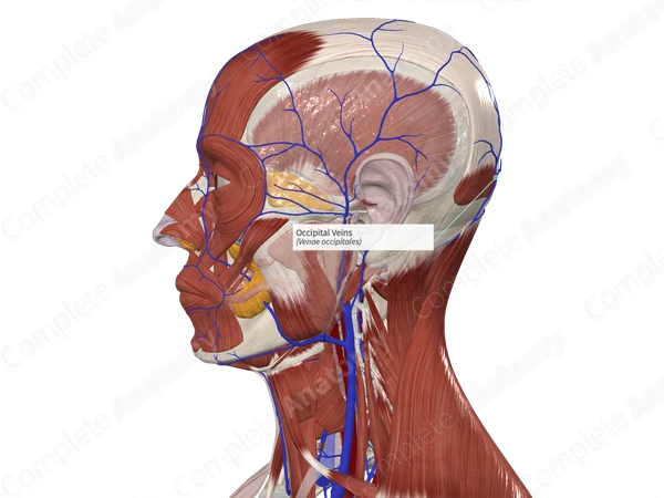 Occipital Veins