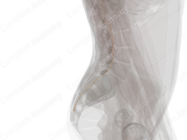 Coccygeal Spinal Roots & Ganglion (Left)