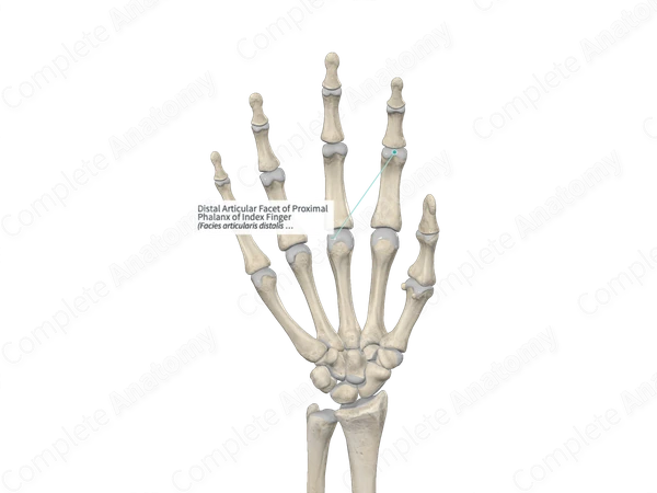 Distal Articular Facet of Proximal Phalanx of Index Finger 