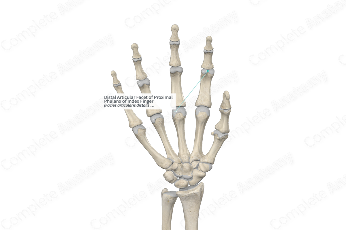 Distal Articular Facet of Proximal Phalanx of Index Finger 