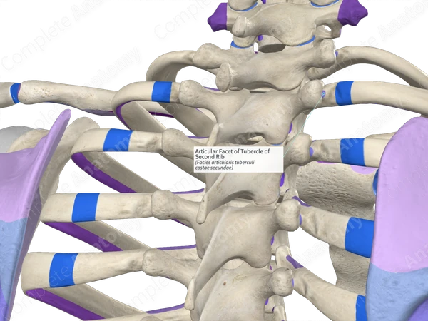 Articular Facet of Tubercle of Second Rib | Complete Anatomy