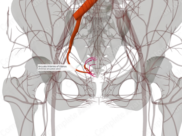 Arcuate Arteries of Uterus (Left)