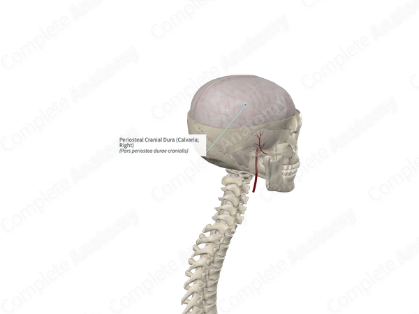 Periosteal Cranial Dura (Calvaria; Left)