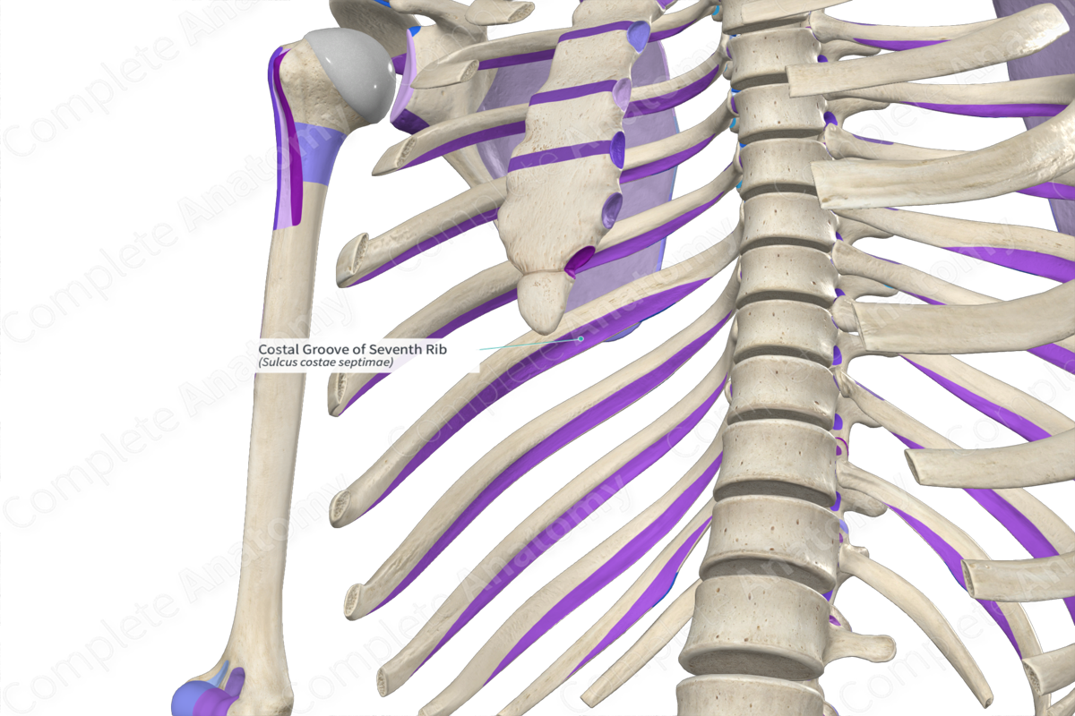 Costal Groove of Seventh Rib Complete Anatomy