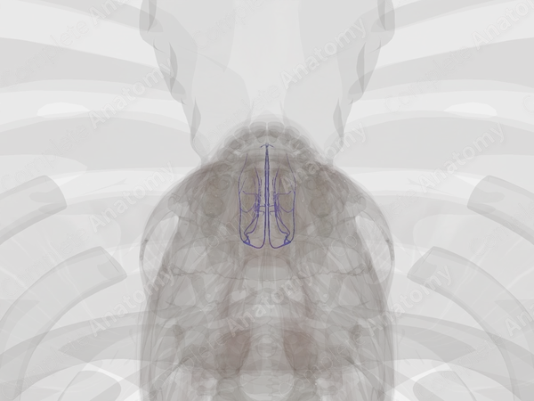 Veins of Nose & Nasal Cavity