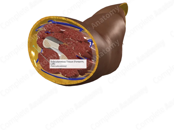 Subcutaneous Tissue (Forearm; Left)