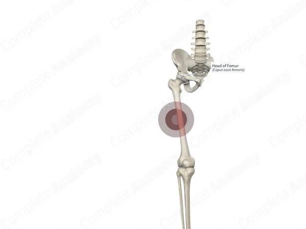 Head of Femur 