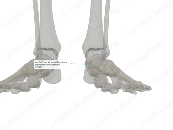 Medial Talocalcaneal Ligament (Left)