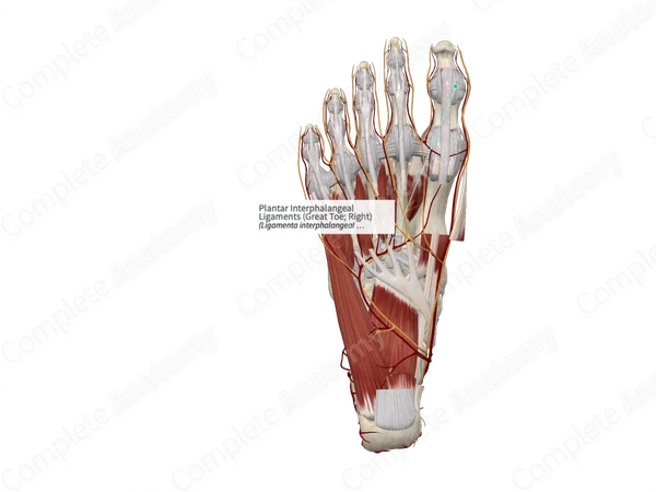 Plantar Interphalangeal Ligaments (Great Toe; Left)
