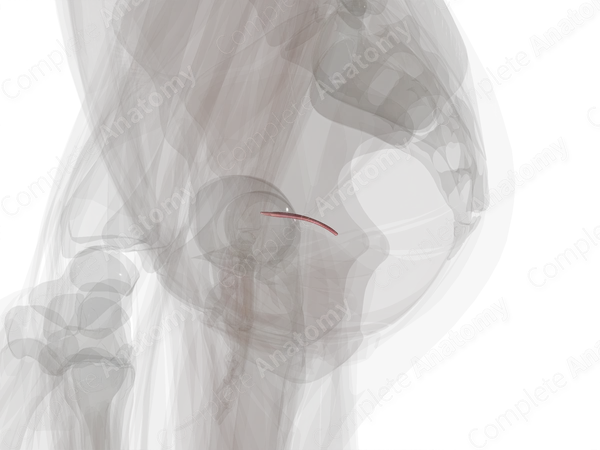 Endometrium