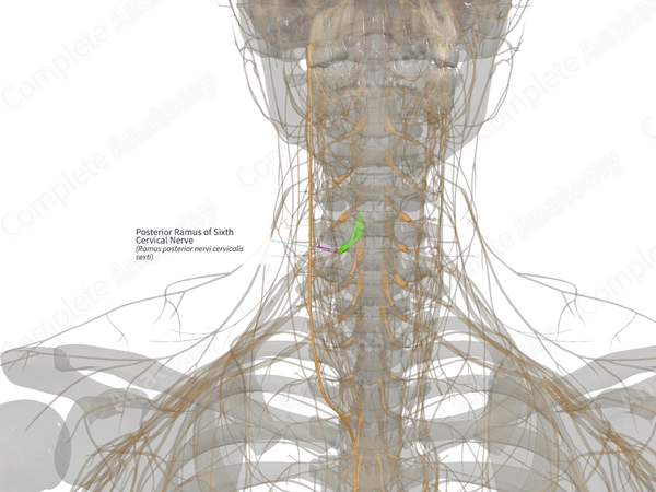 Posterior Ramus of Sixth Cervical Nerve (Left)