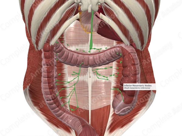Inferior Mesenteric Nodes