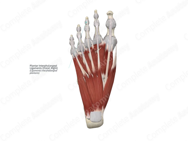 Plantar Interphalangeal Ligaments (Distal; Right)