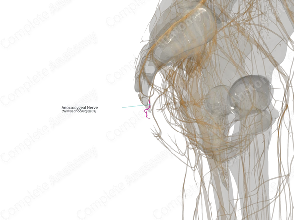 Anococcygeal Nerve (Right)
