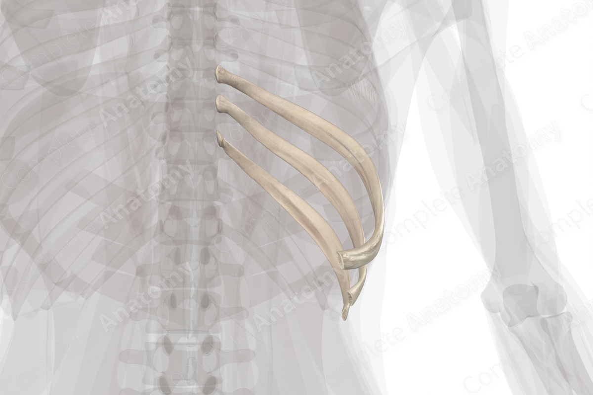 False Ribs (Left) Complete Anatomy