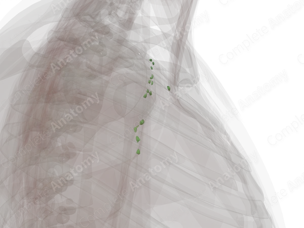 Deep Axillary Nodes (Left)