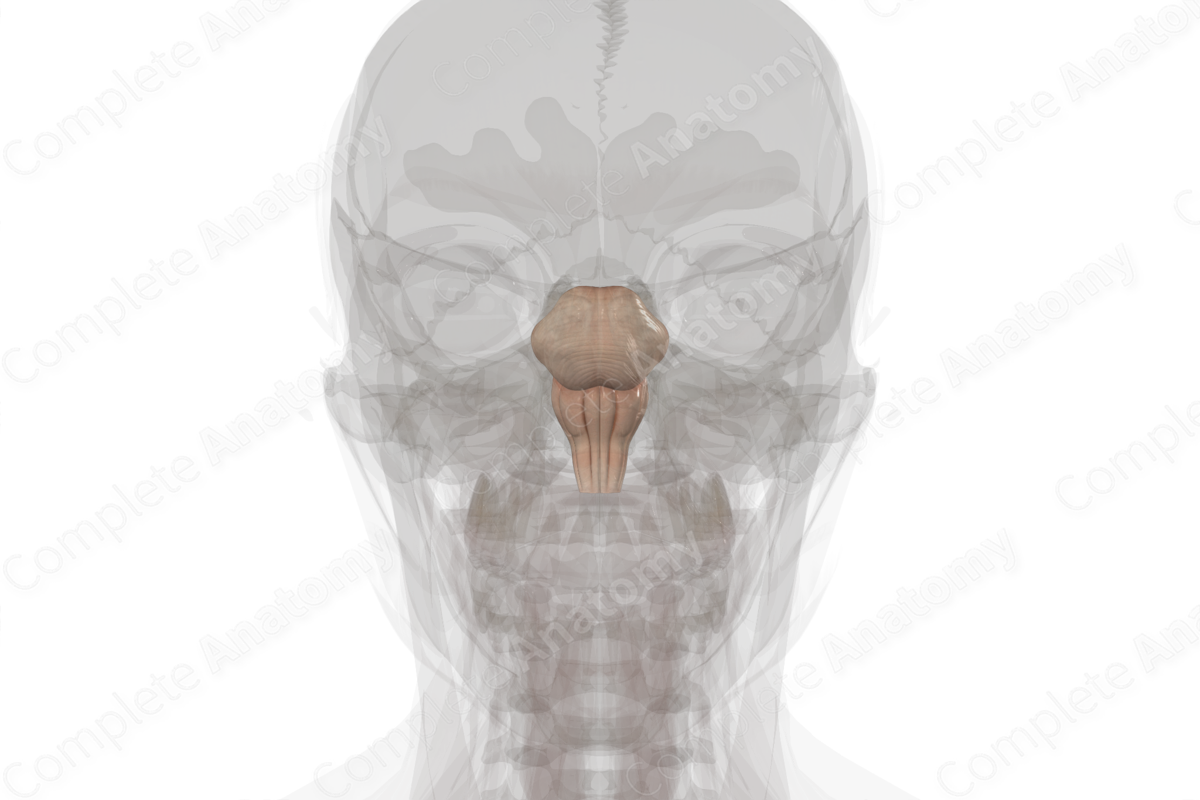 Brainstem