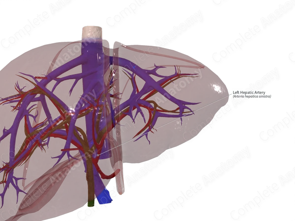 Left Hepatic Artery