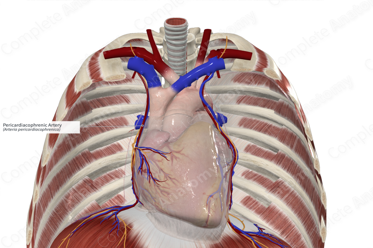 Pericardiacophrenic Artery 