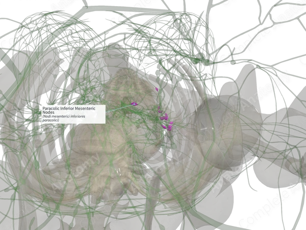 Paracolic Inferior Mesenteric Nodes