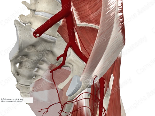 Inferior Anorectal Artery 