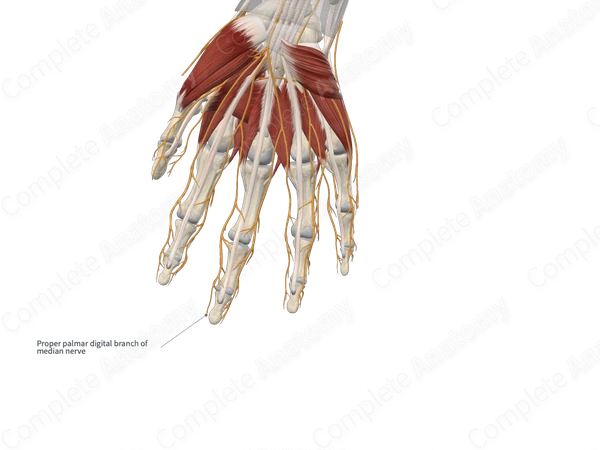 Proper Palmar Digital Branches of Median Nerve 