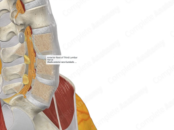 Anterior Root of Third Lumbar Nerve 