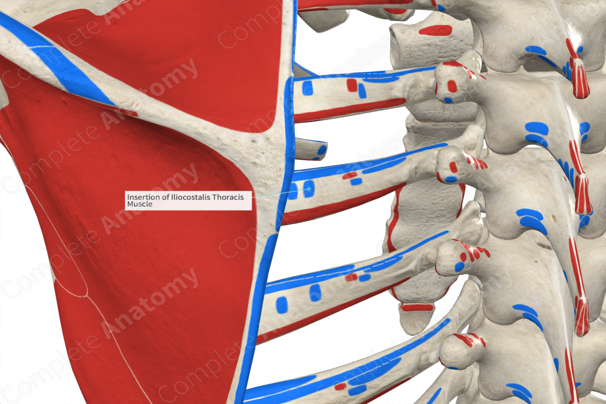 Insertion of Iliocostalis Thoracis Muscle