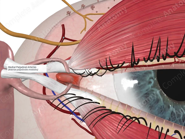 Medial Palpebral Arteries
