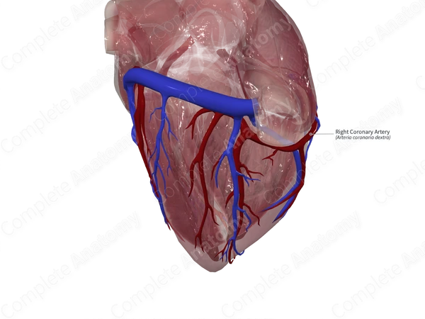 Right Coronary Artery