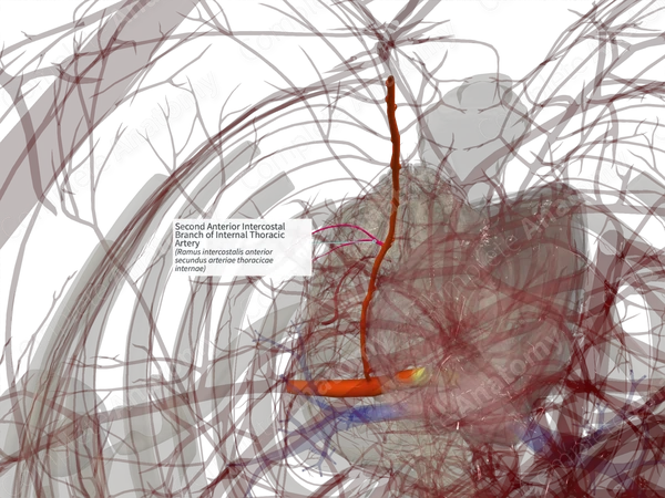 Second Anterior Intercostal Branch of Internal Thoracic Artery (Right)