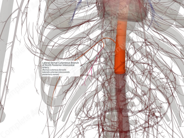 Lateral Dorsal Cutaneous Branch of Ninth Posterior Intercostal Artery (Right)