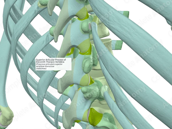 Superior Articular Process of Eleventh Thoracic Vertebra (Right)