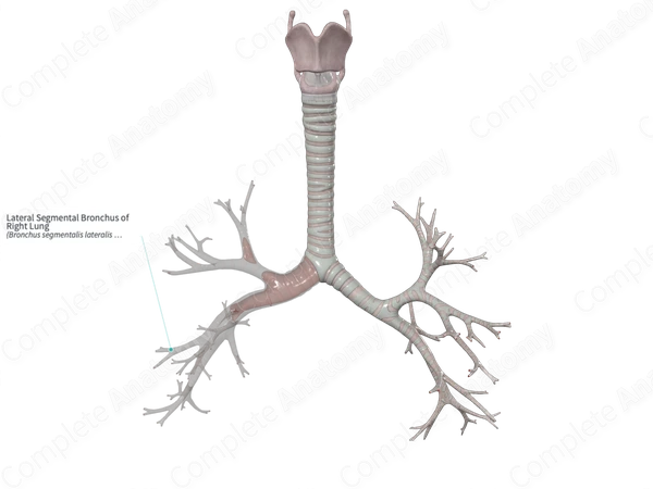 Lateral Segmental Bronchus of Right Lung