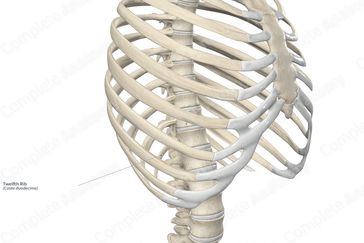 Twelfth Rib 