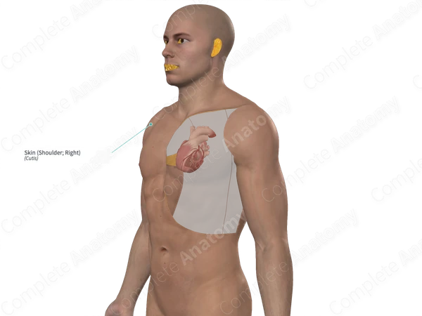 Skin (Shoulder; Right)