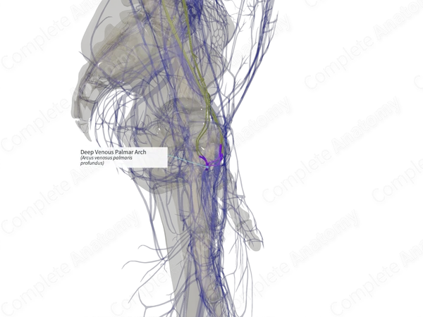 Deep Venous Palmar Arch (Right)