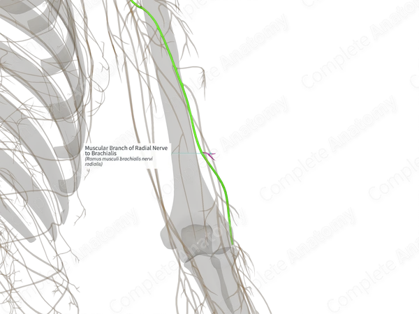 Muscular Branch of Radial Nerve to Brachialis (Left)