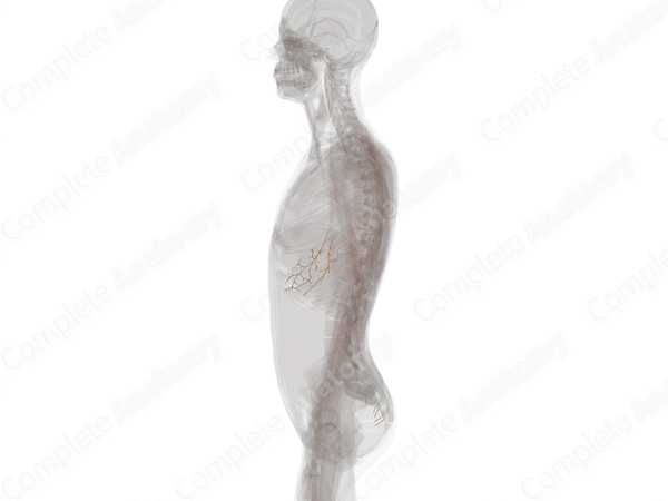 Craniosacral Part of Autonomic Division