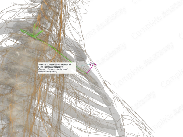 Anterior Cutaneous Branch of First Intercostal Nerve (Left)
