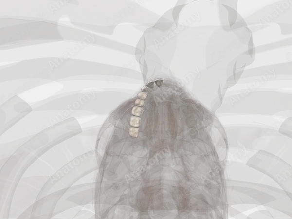 Maxillary Dental Arch (Right Quadrant)