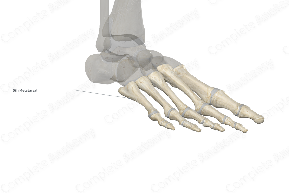 Fifth Metatarsal Bone 