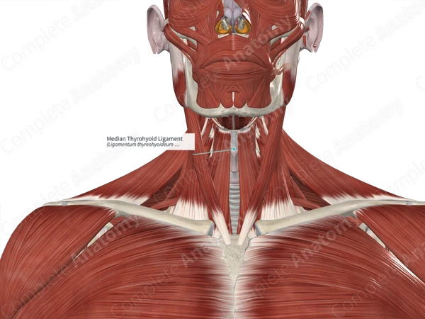 Median Thyrohyoid Ligament